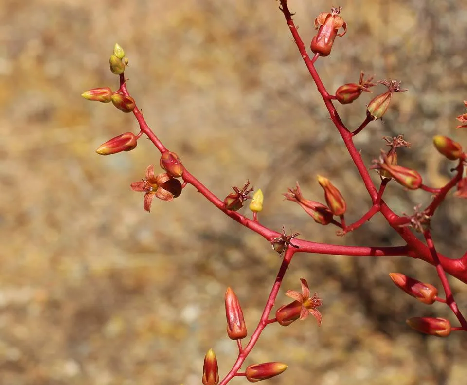Tylecodon paniculatus