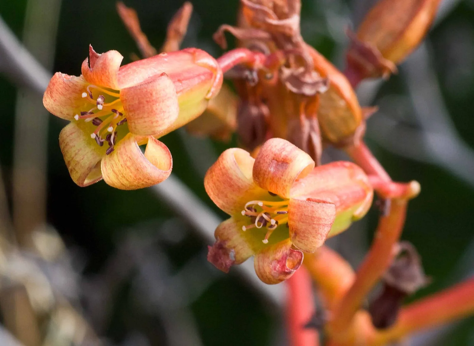 Tylecodon paniculatus