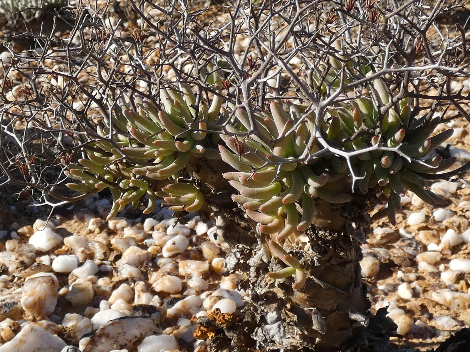 Tylecodon reticulatus