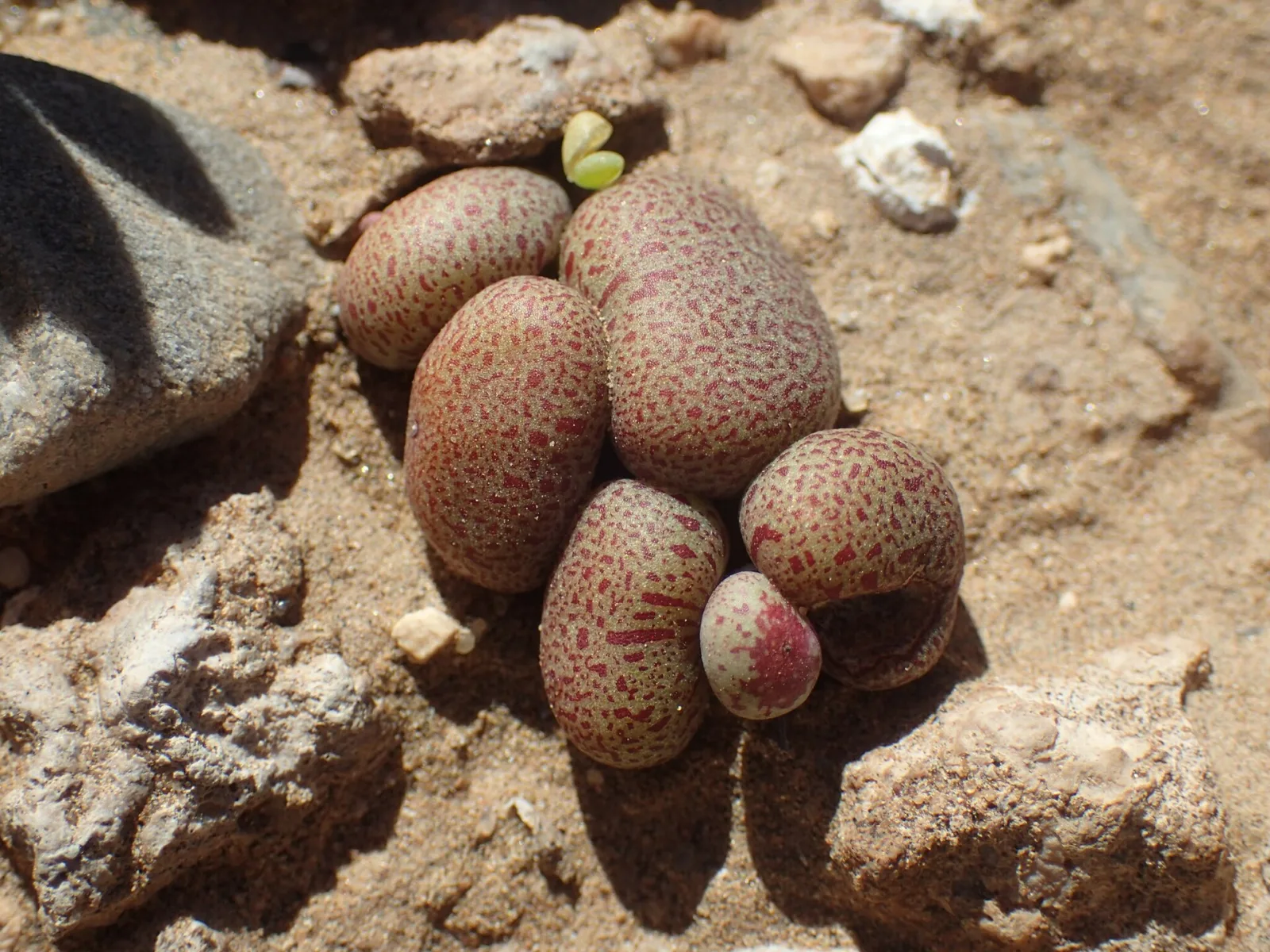 Tylecodon schaeferianus