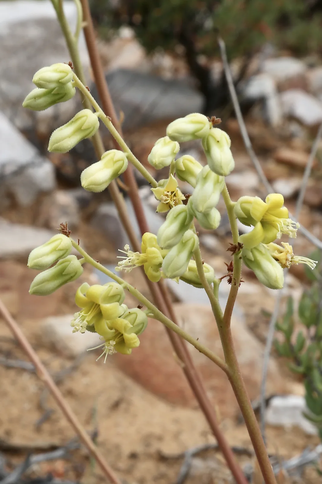 Tylecodon wallichii