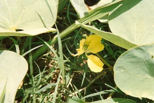 Tylosema esculentum