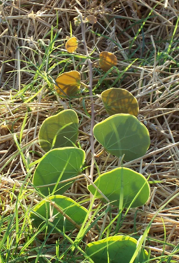Tylosema esculentum