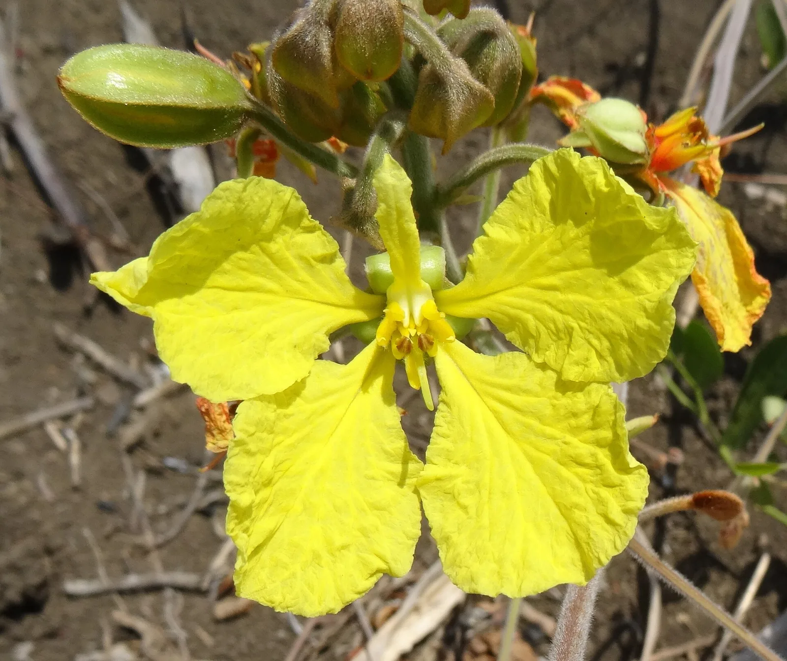 Tylosema fassoglensis