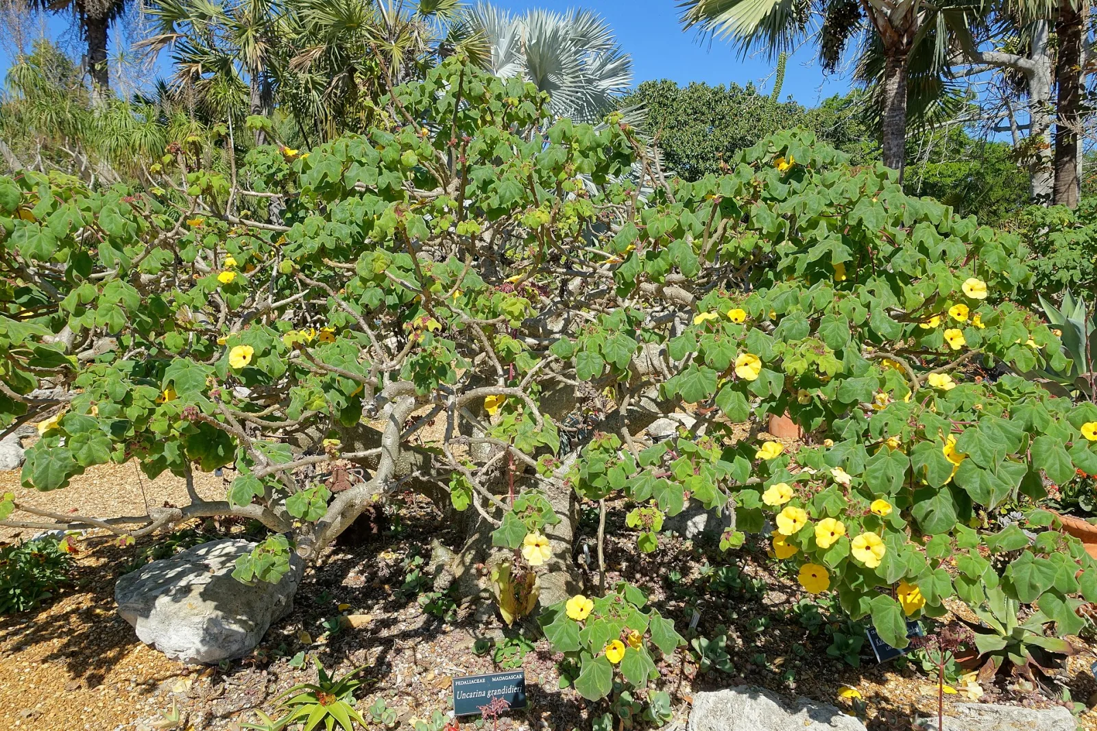 Uncarina grandidieri