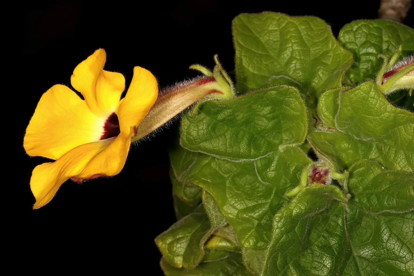 Uncarina grandidieri