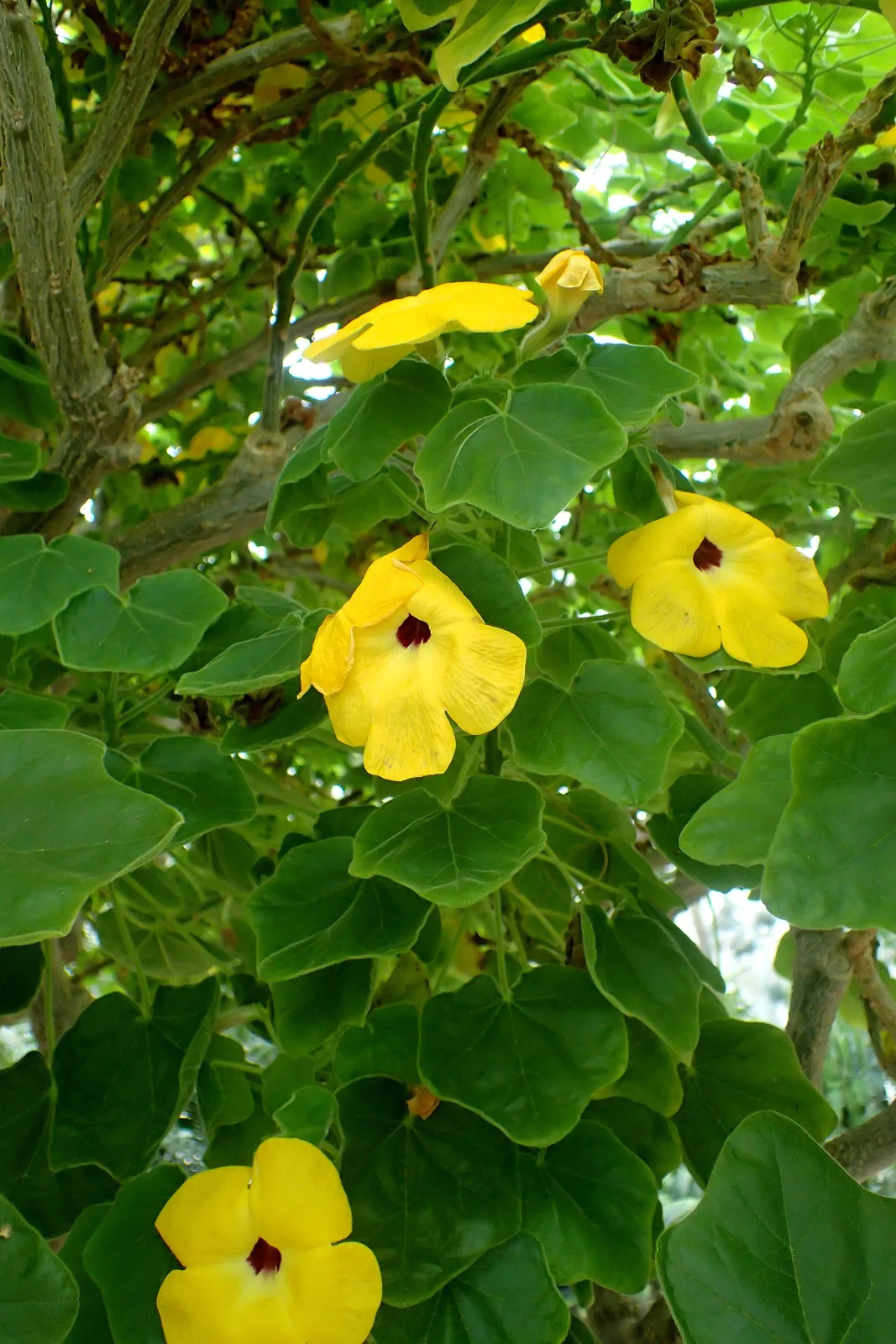 Uncarina grandidieri