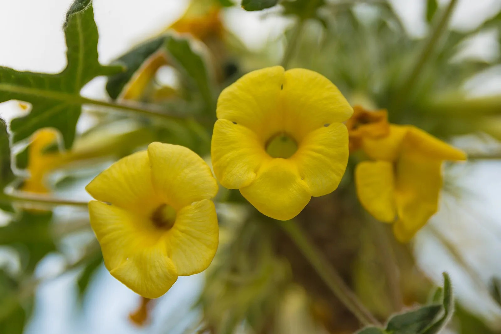 Uncarina roeoesliana