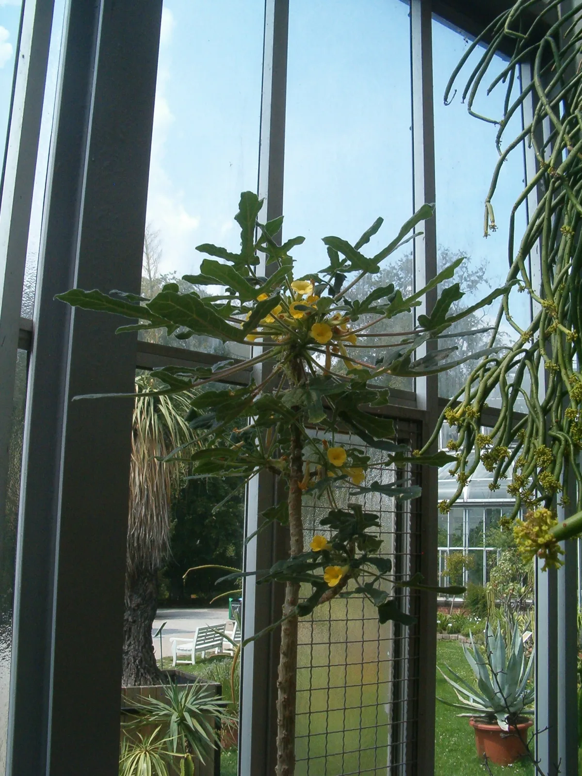 Uncarina roeoesliana
