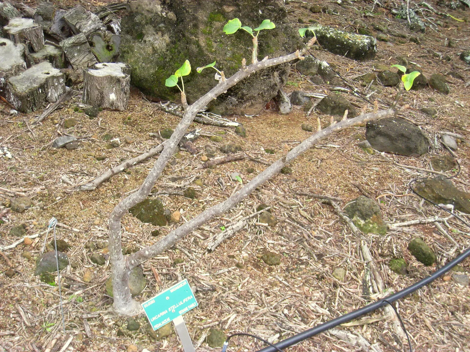 Uncarina stellulifera