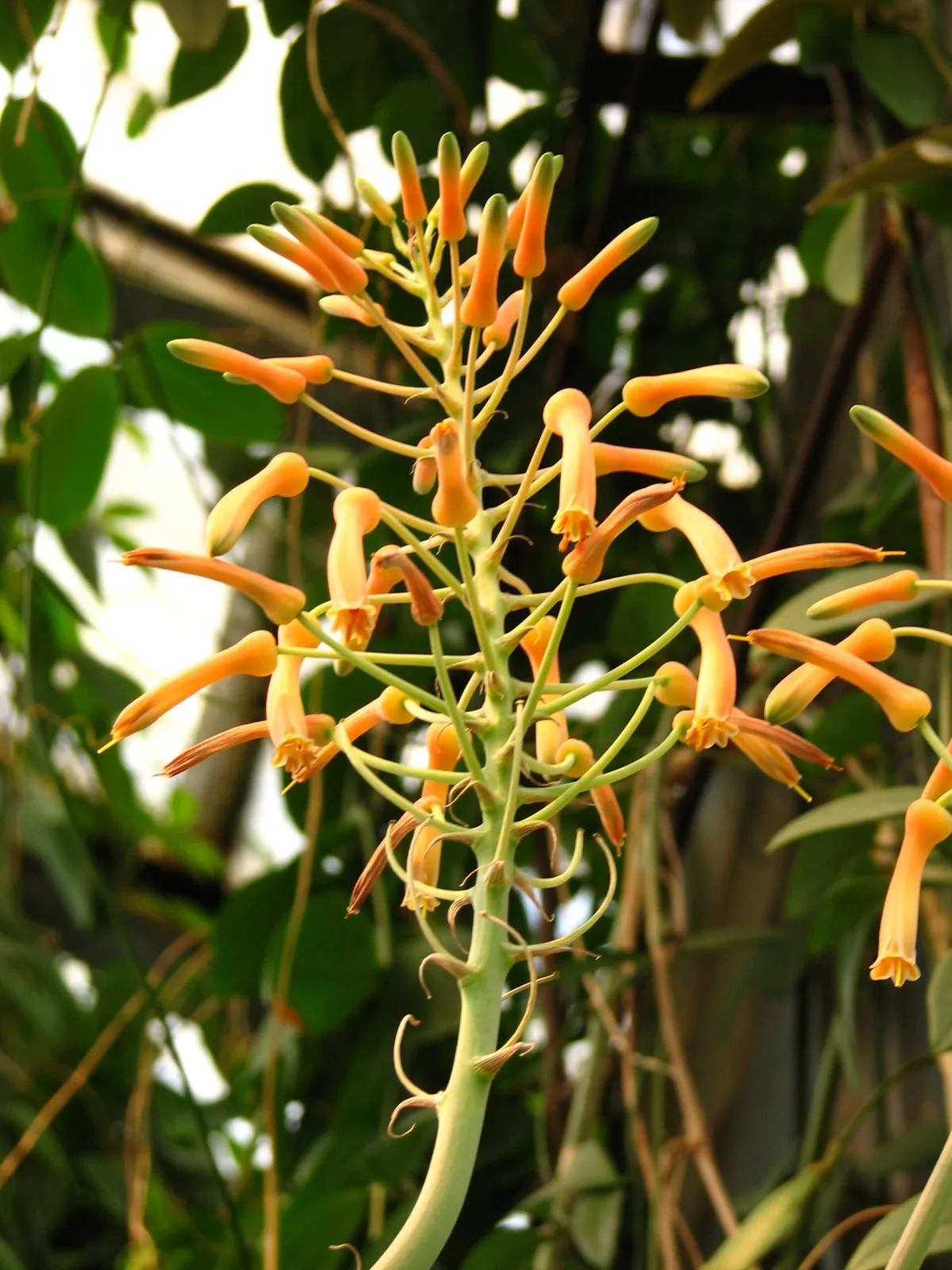 Aloe reynoldsii