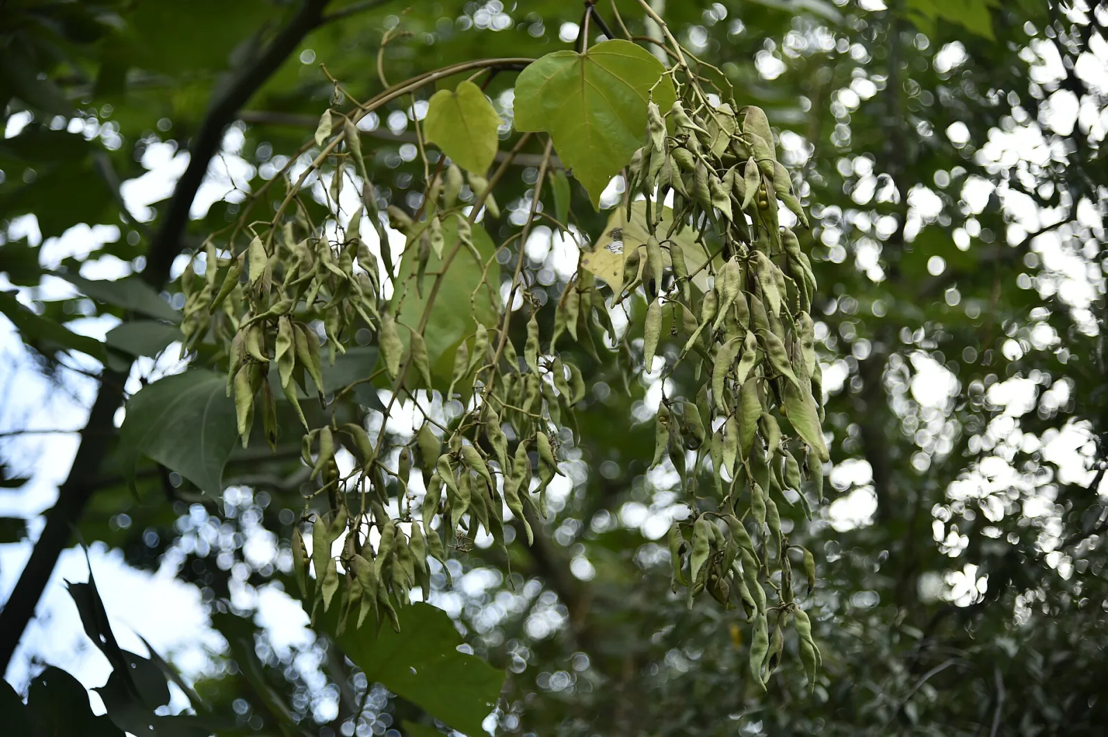 Firmiana simplex