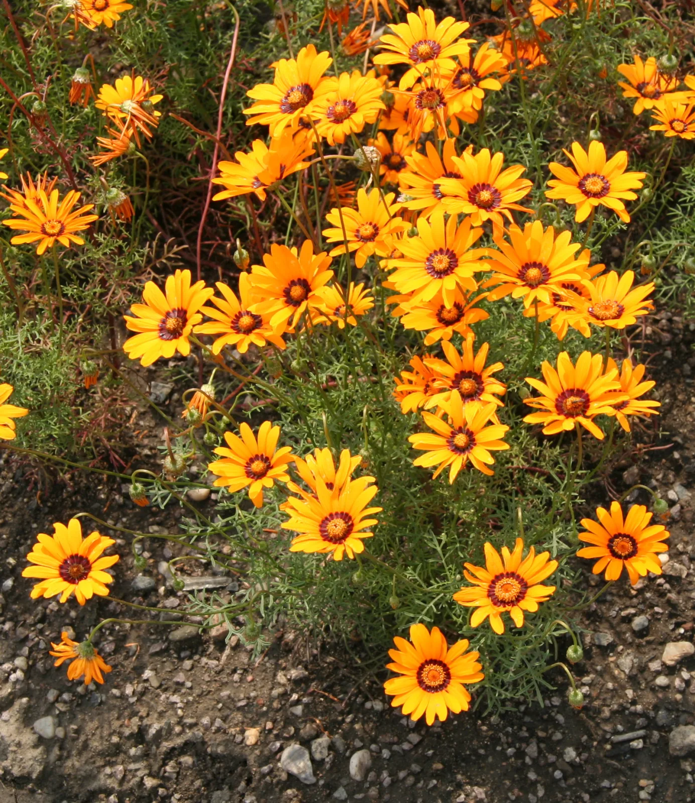 Ursinia anthemoides