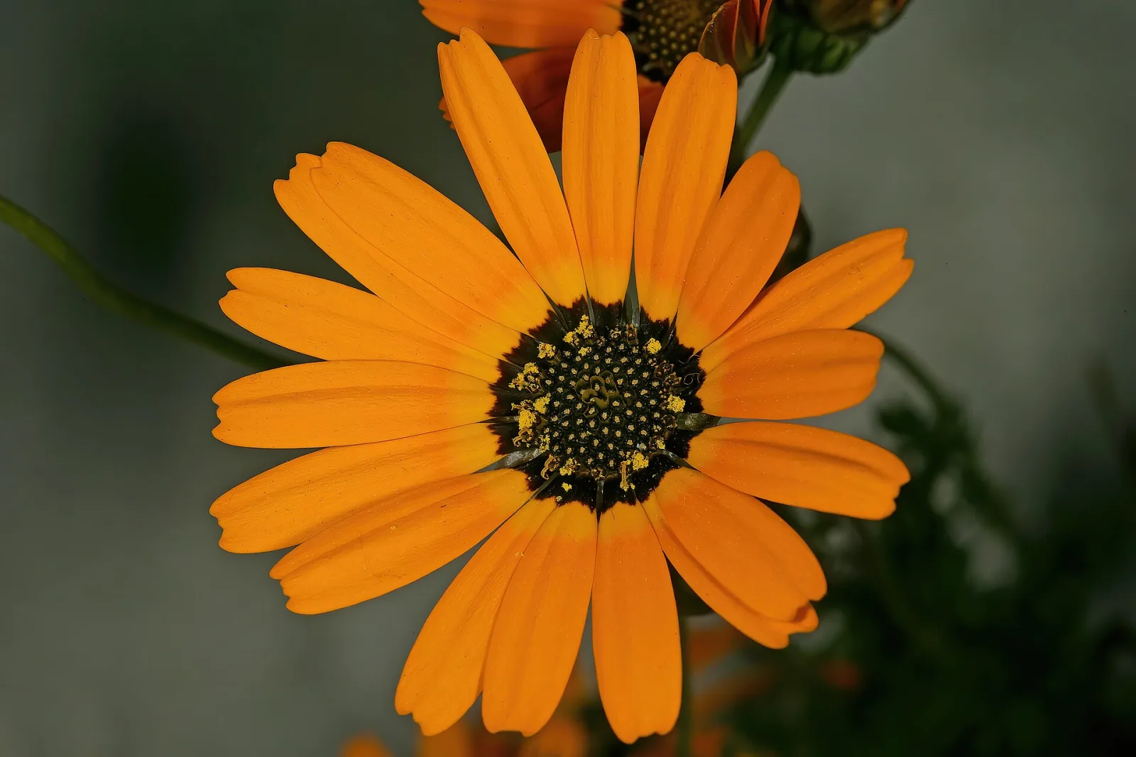 Ursinia anthemoides