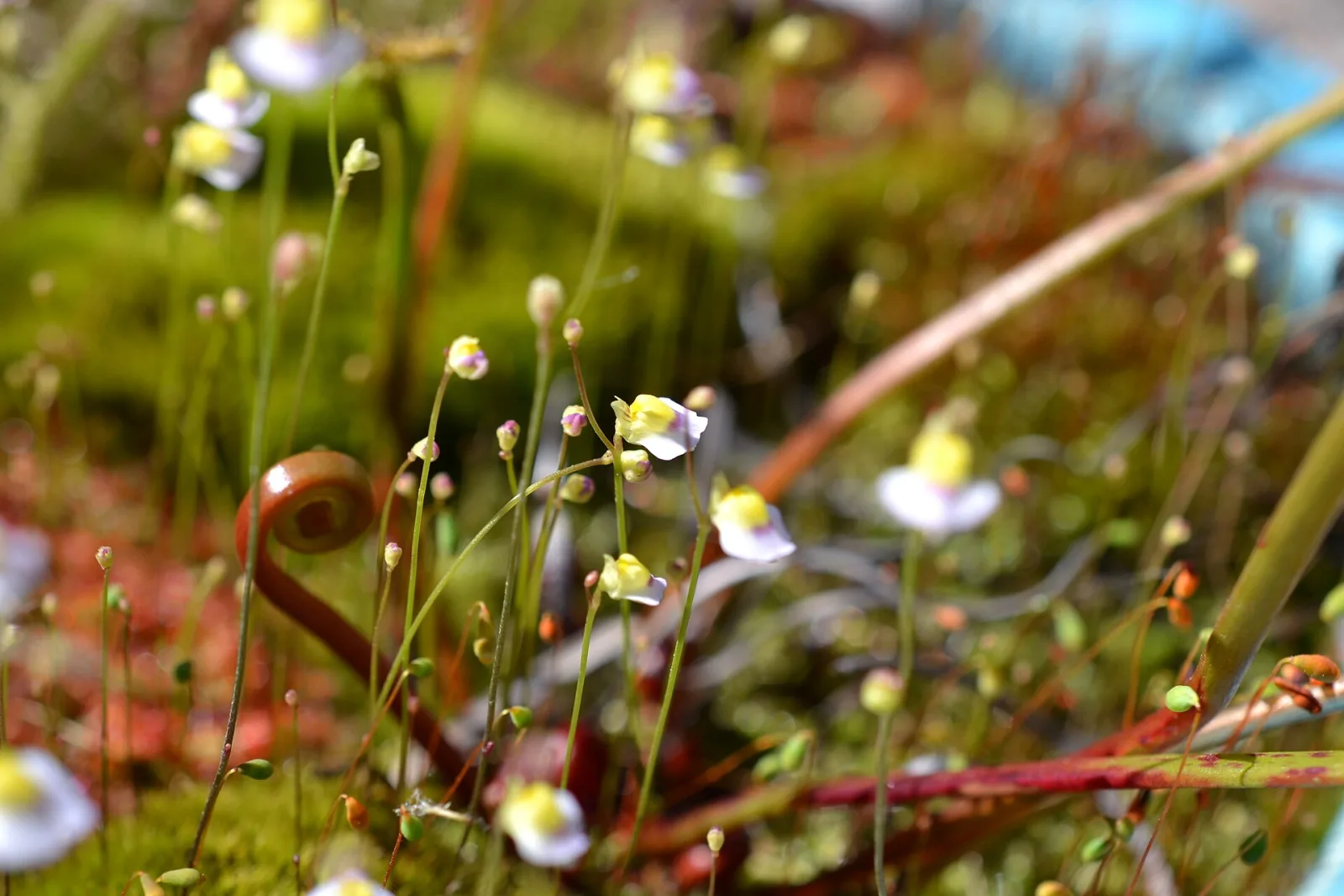 Utricularia bisquamata