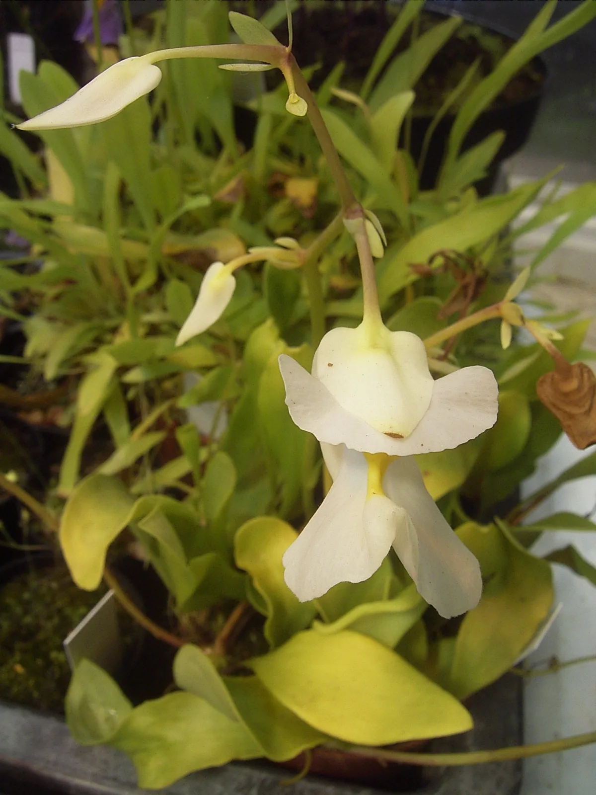 Utricularia alpina