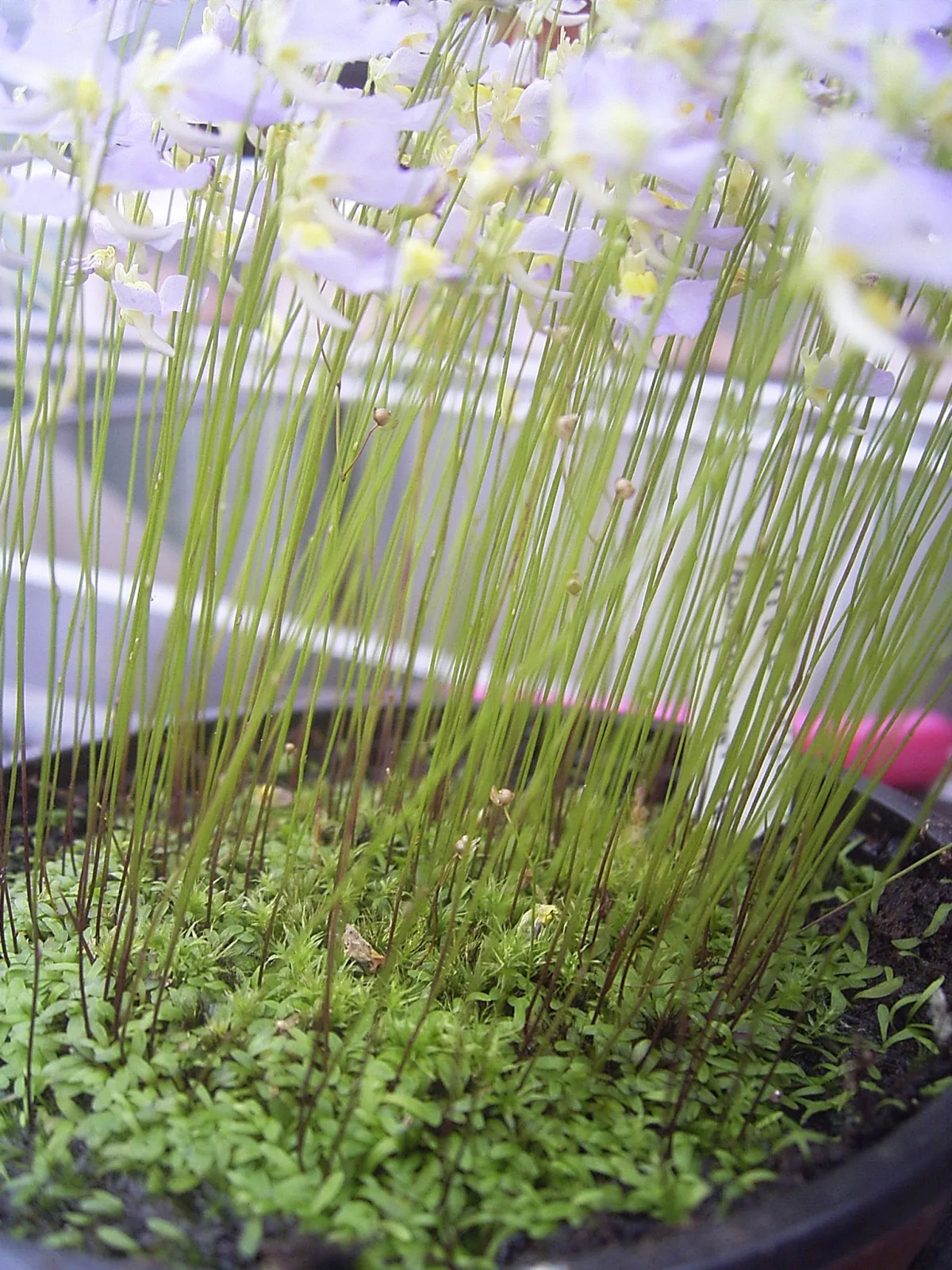 Utricularia bisquamata