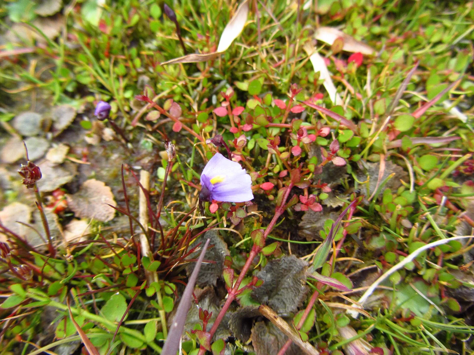 Utricularia dichotoma