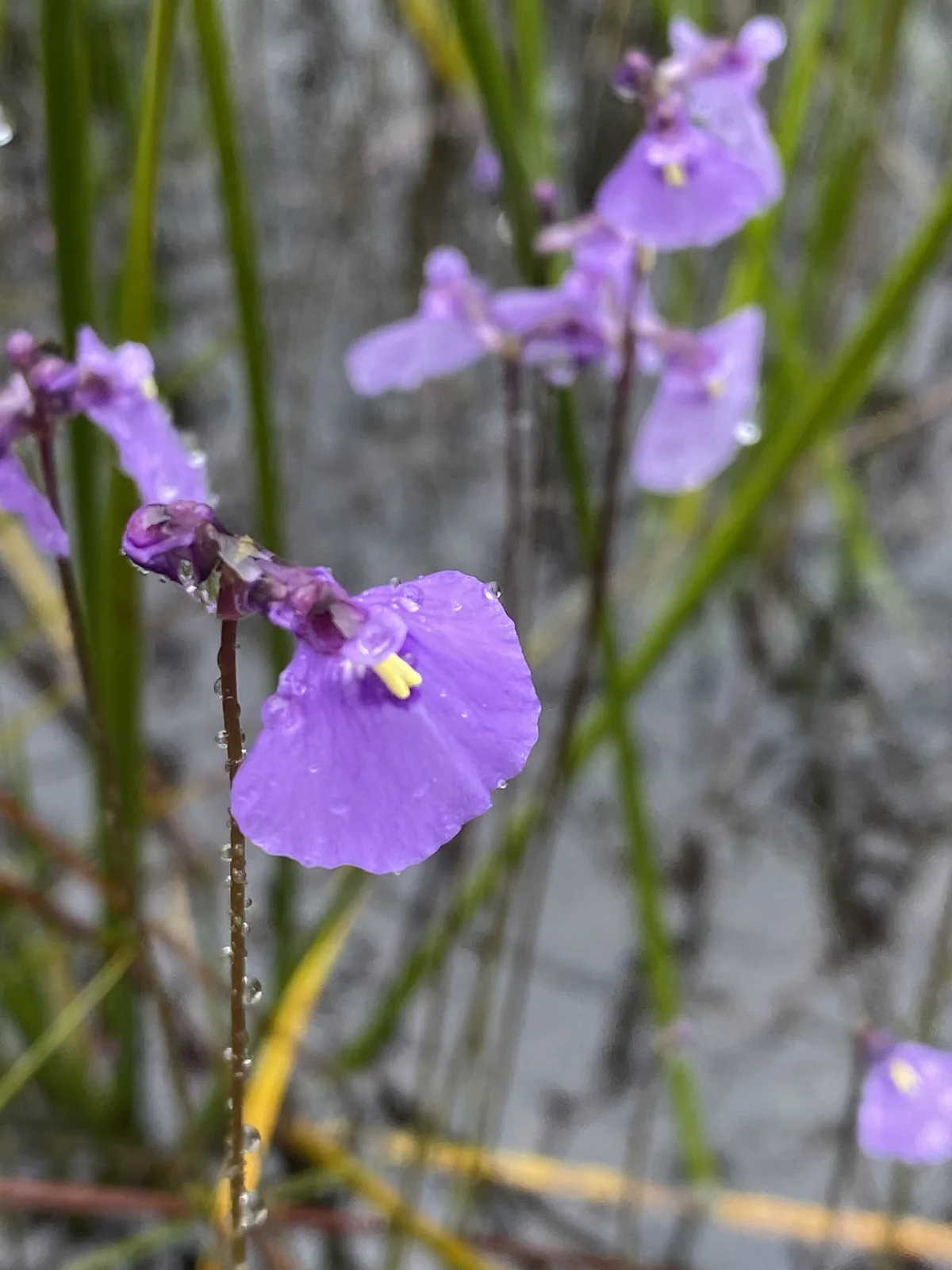 Utricularia dichotoma