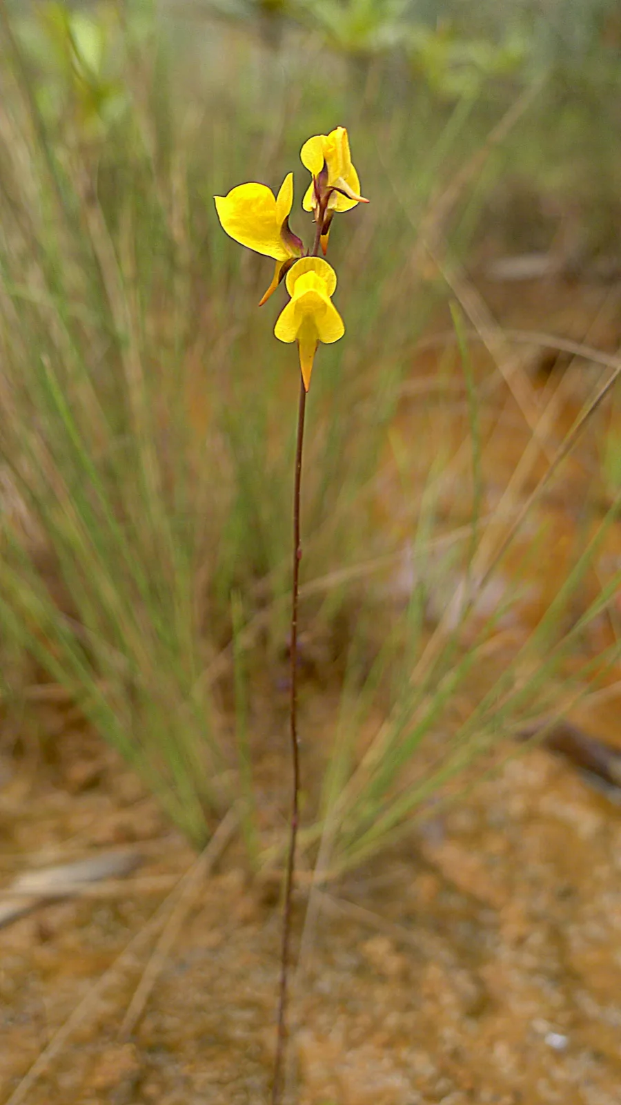 Utricularia juncea