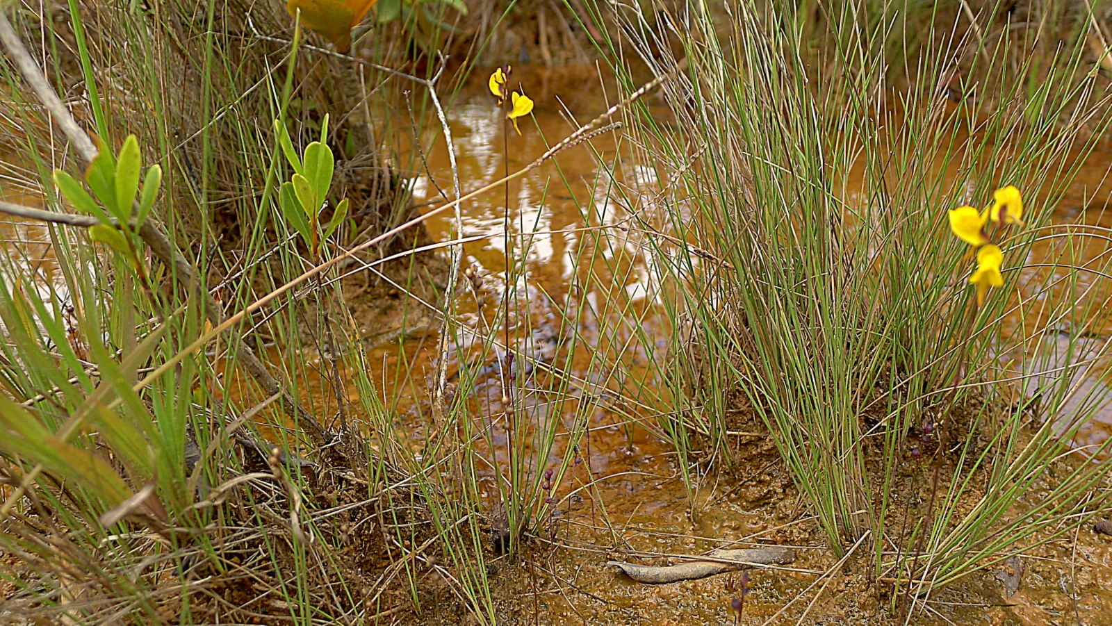 Utricularia juncea