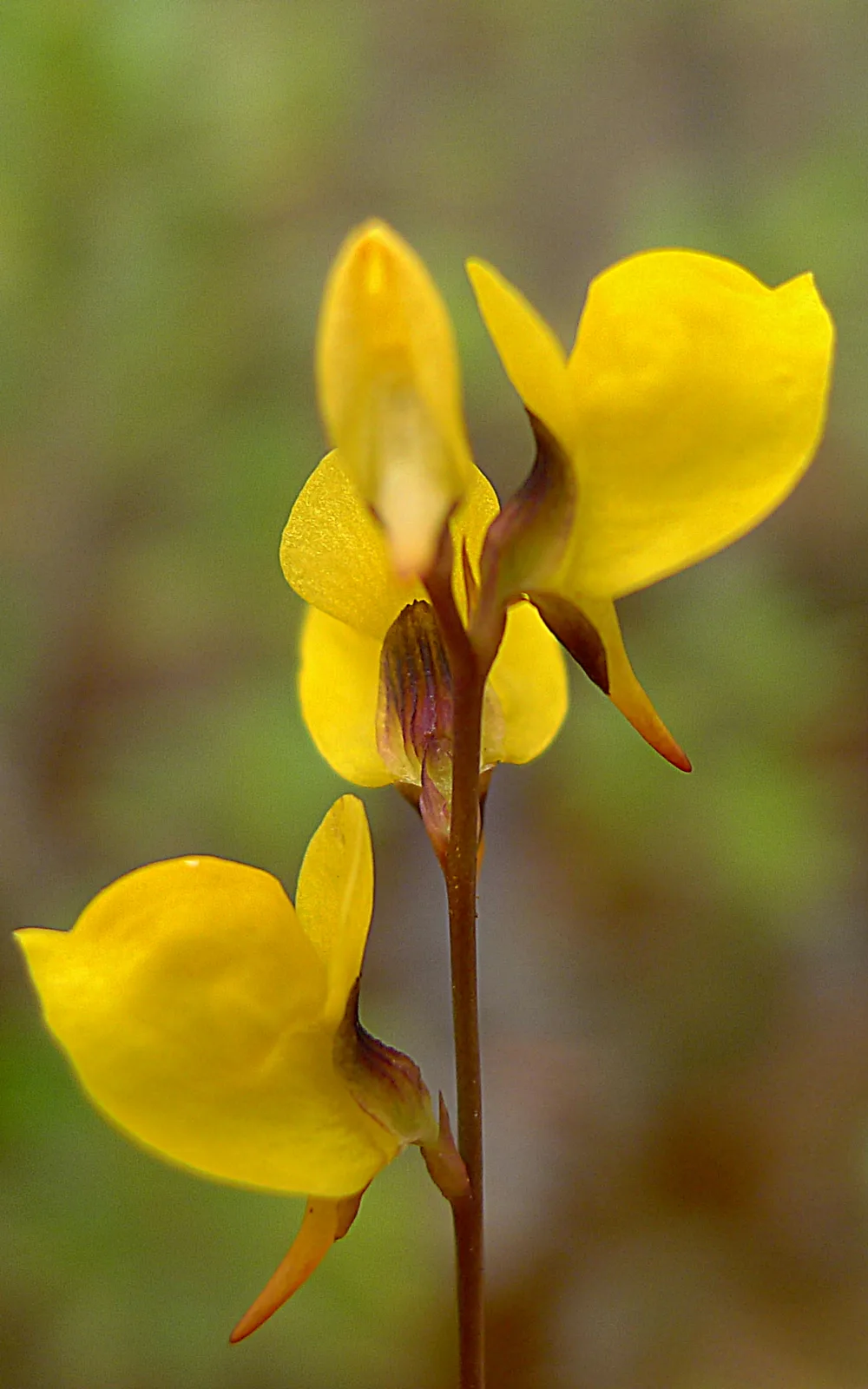 Utricularia juncea