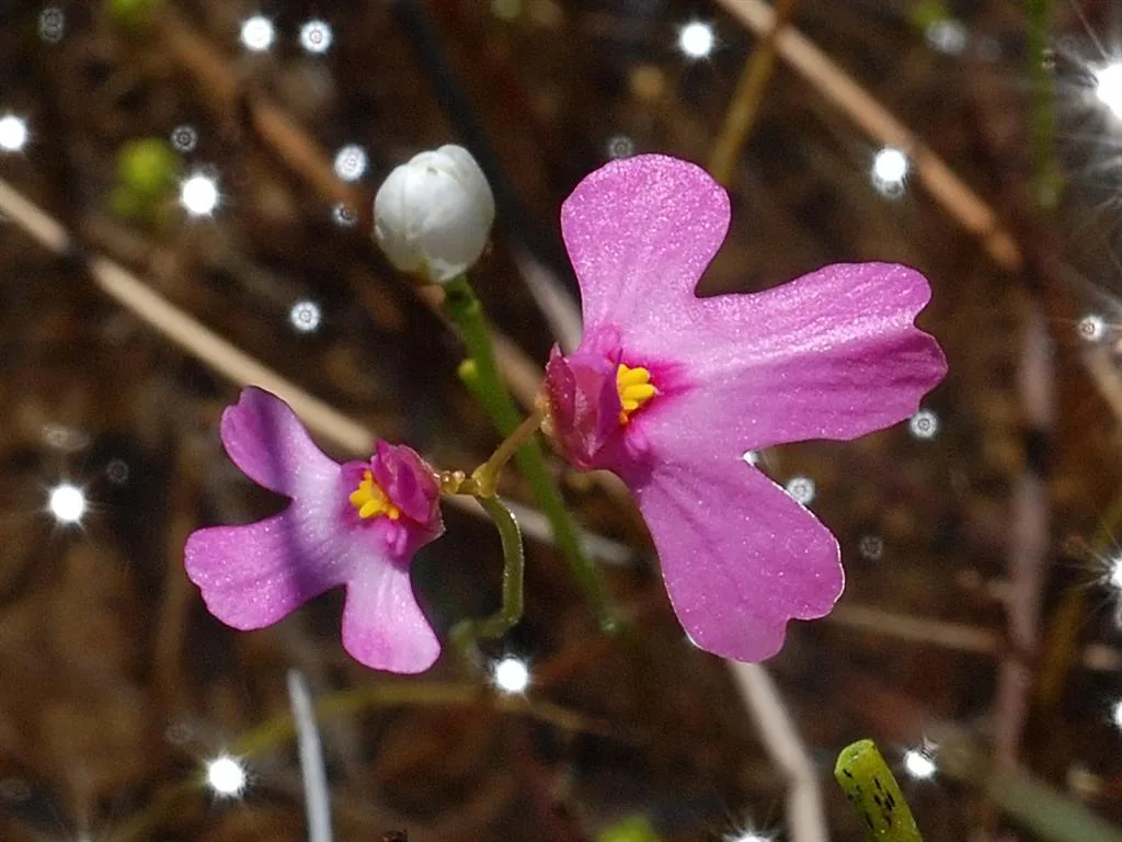 Utricularia multifida