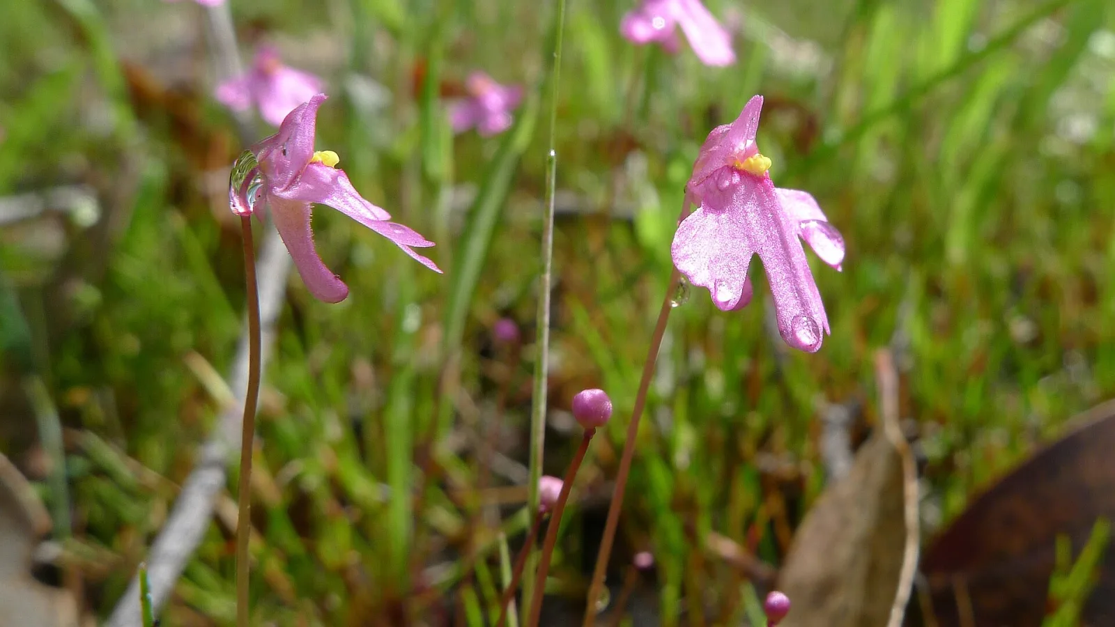 Utricularia multifida