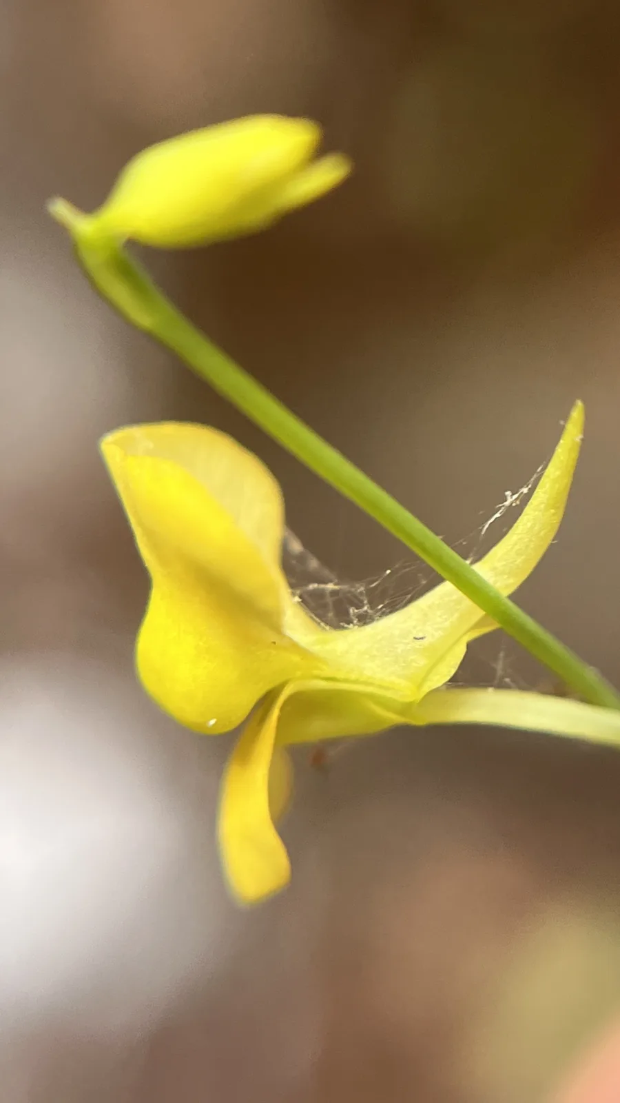 Utricularia odorata