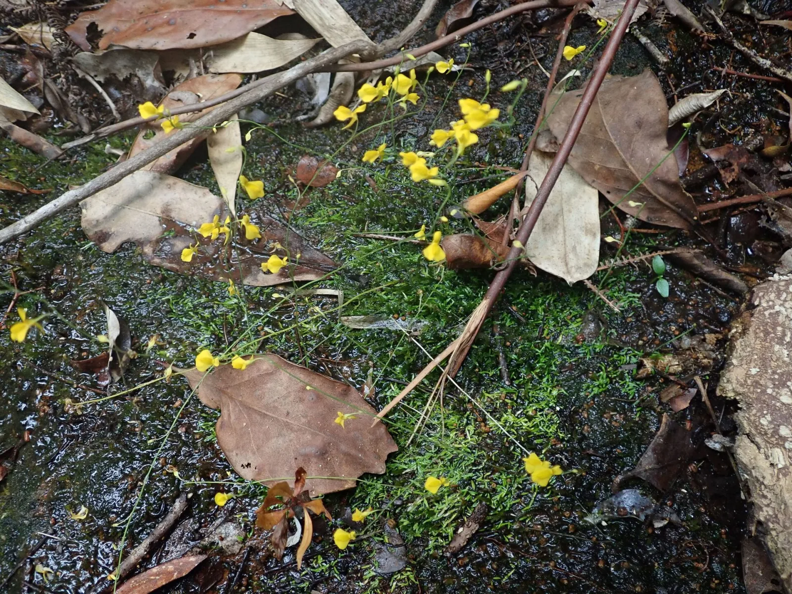 Utricularia odorata