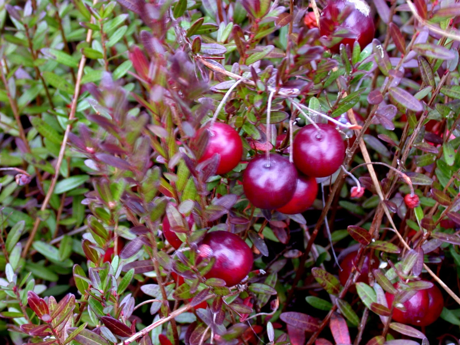 Vaccinium macrocarpon