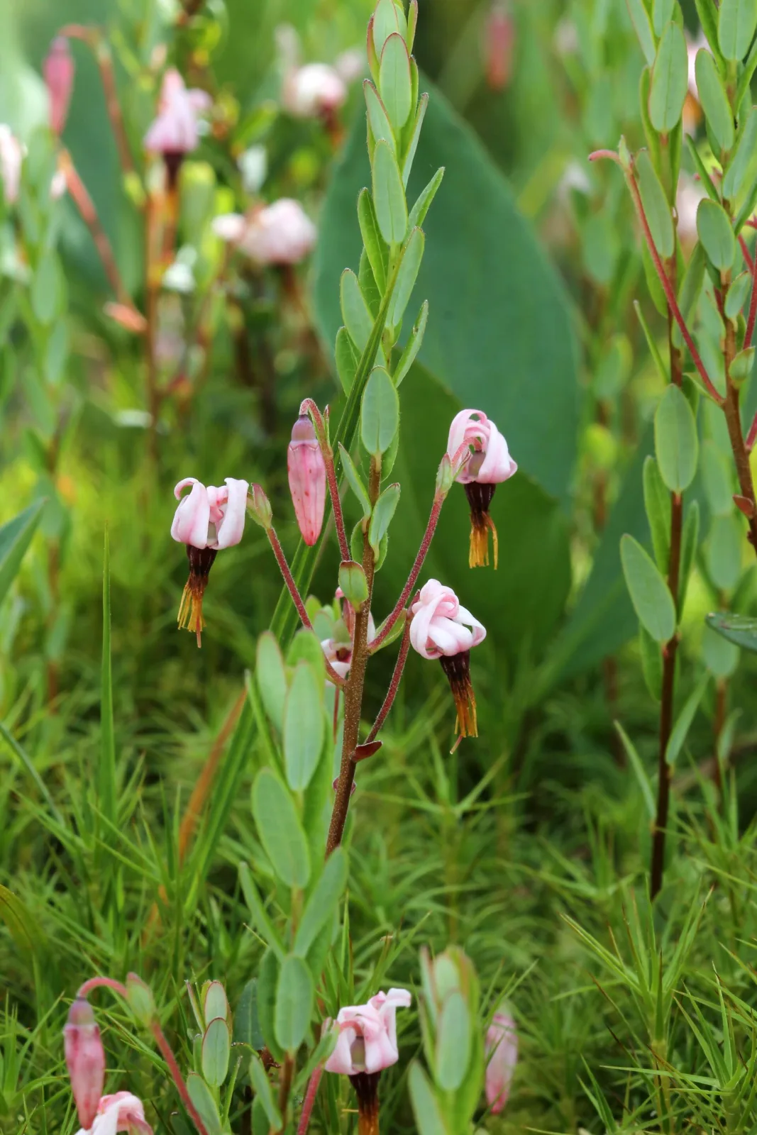 Vaccinium macrocarpon