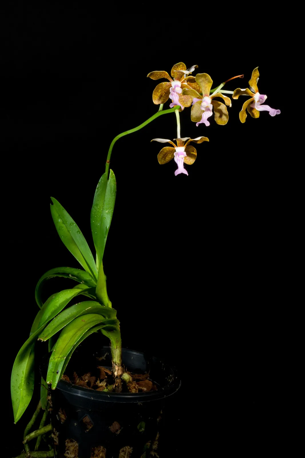Vanda bensonii