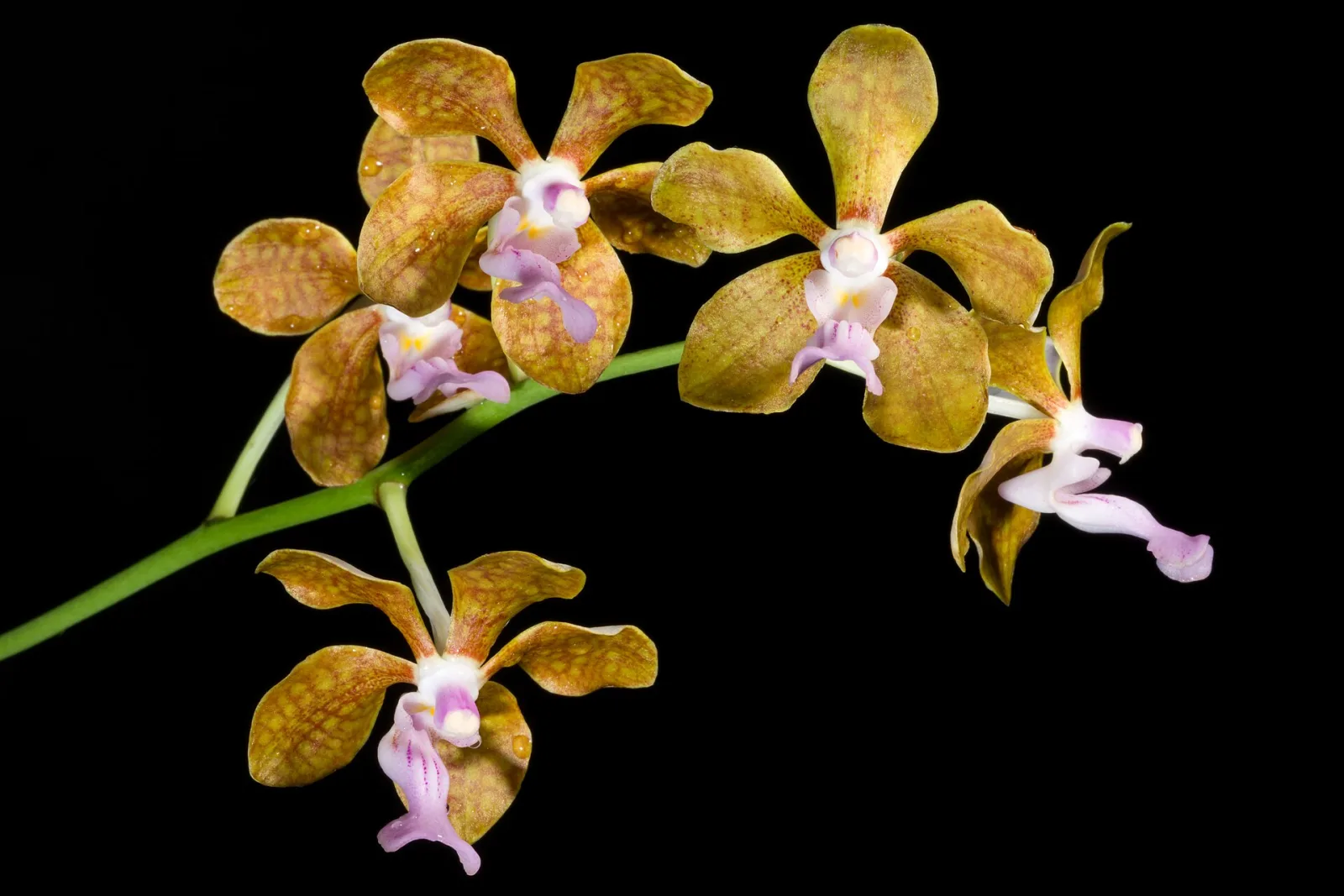 Vanda bensonii