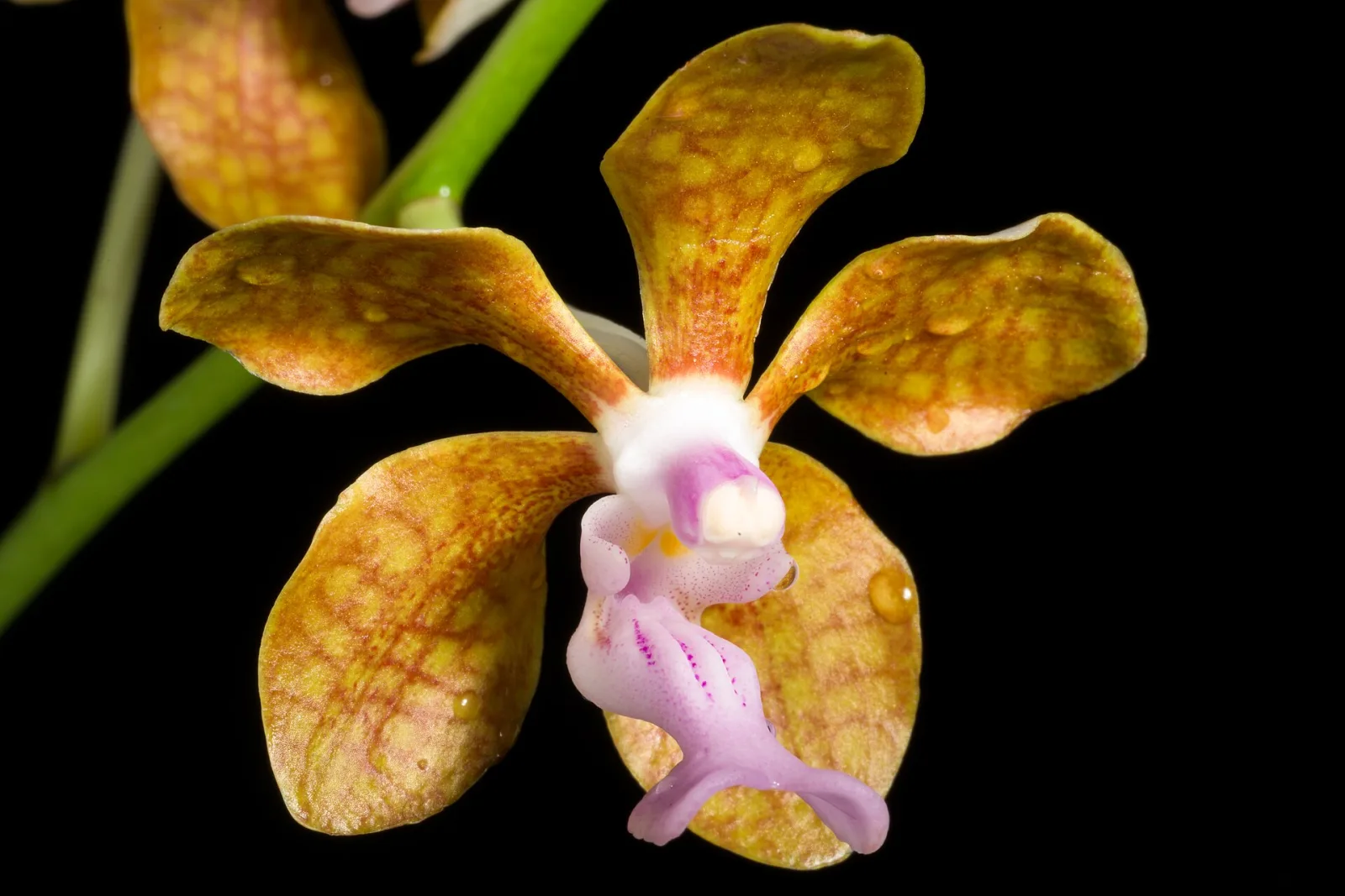 Vanda bensonii
