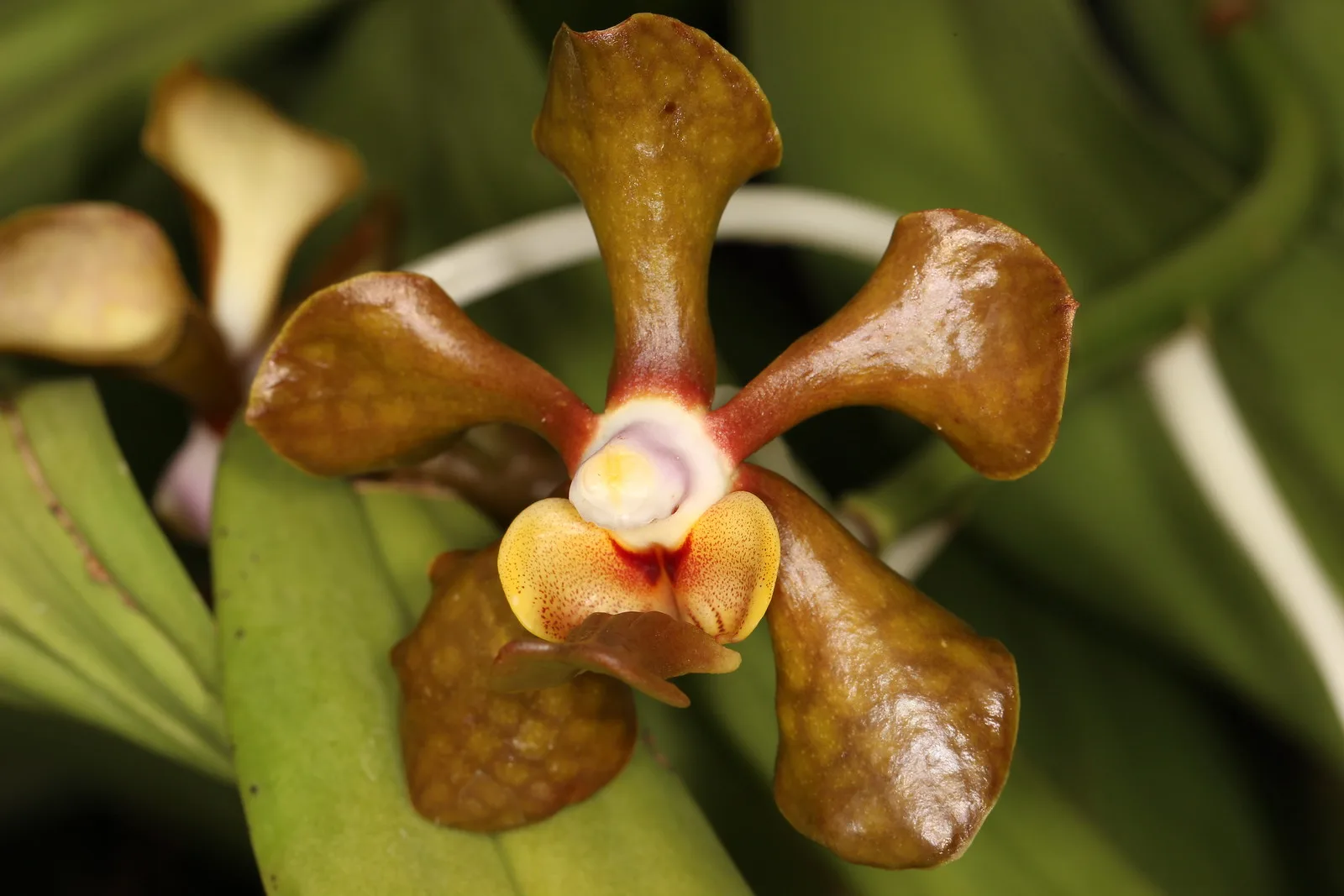 Vanda brunnea