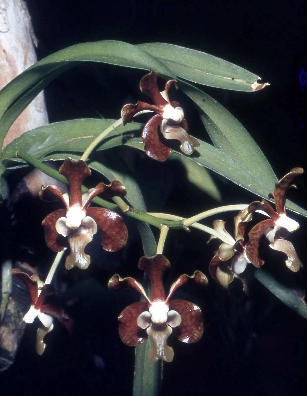 Vanda brunnea