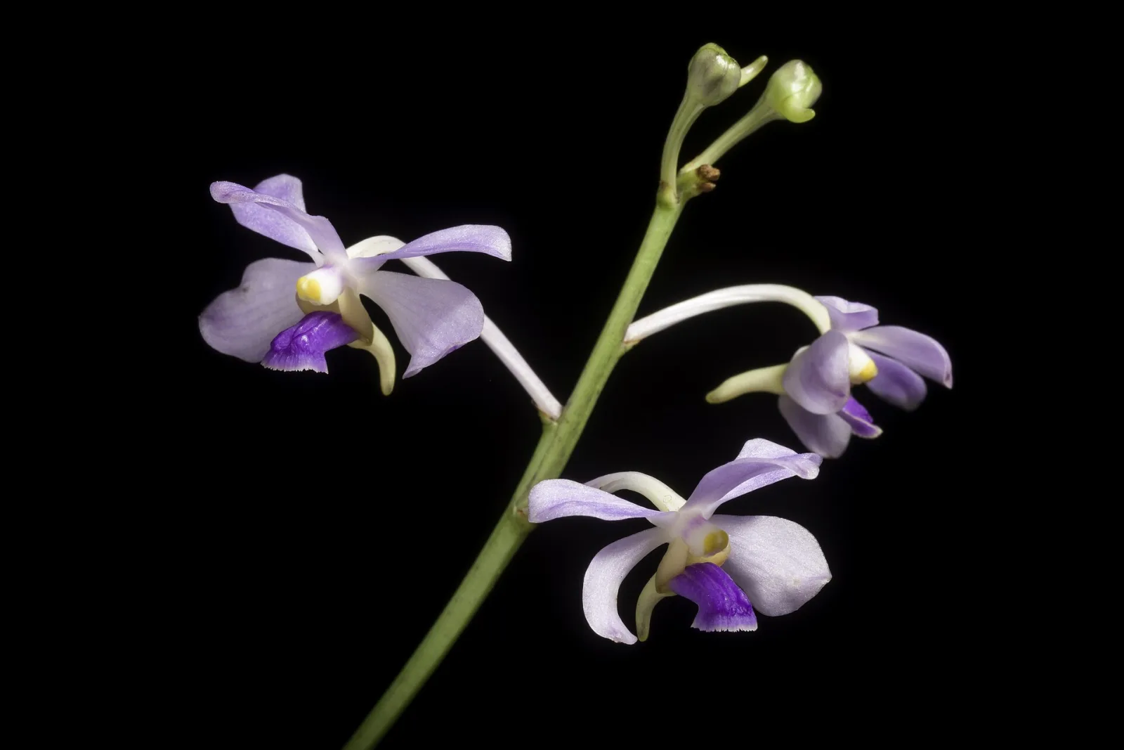 Vanda coerulescens