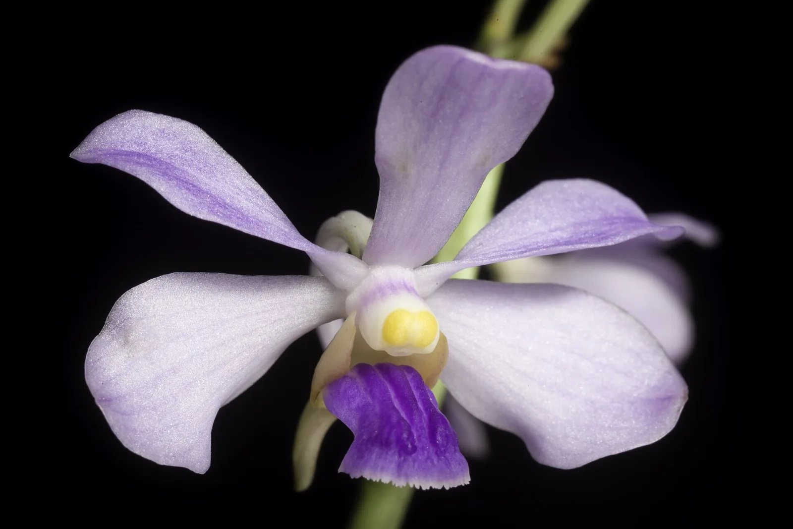 Vanda coerulescens