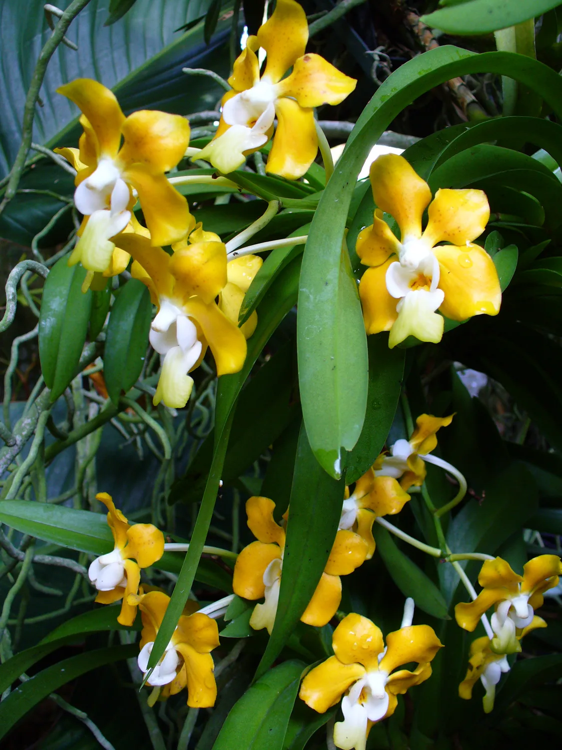 Vanda denisoniana