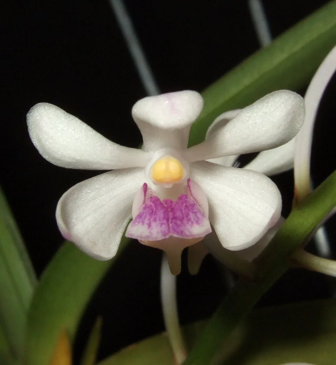Vanda lilacina