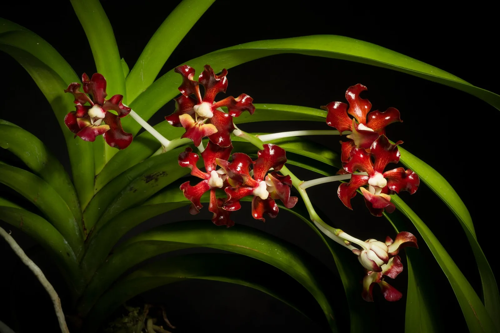 Vanda merrillii