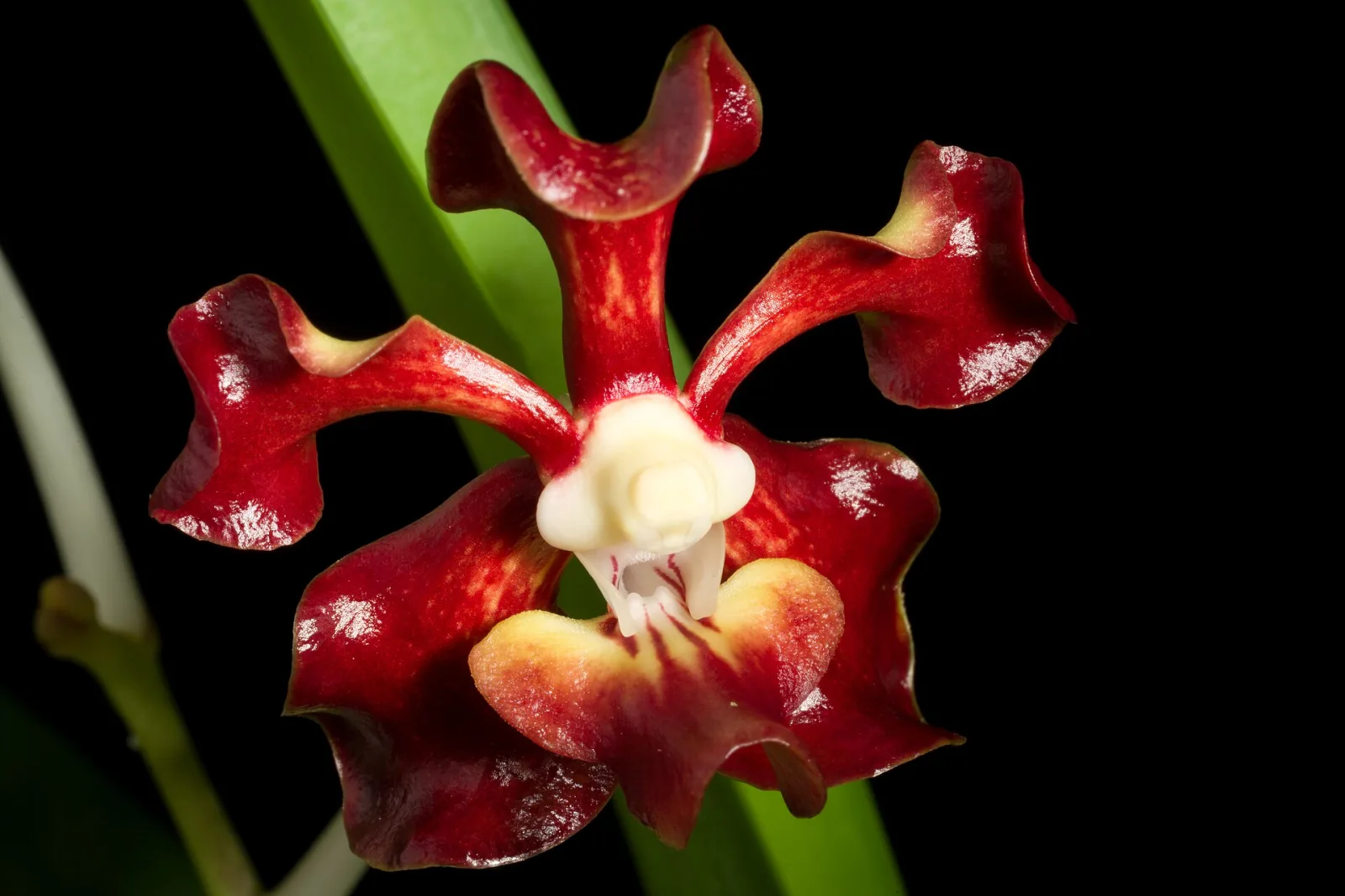 Vanda merrillii