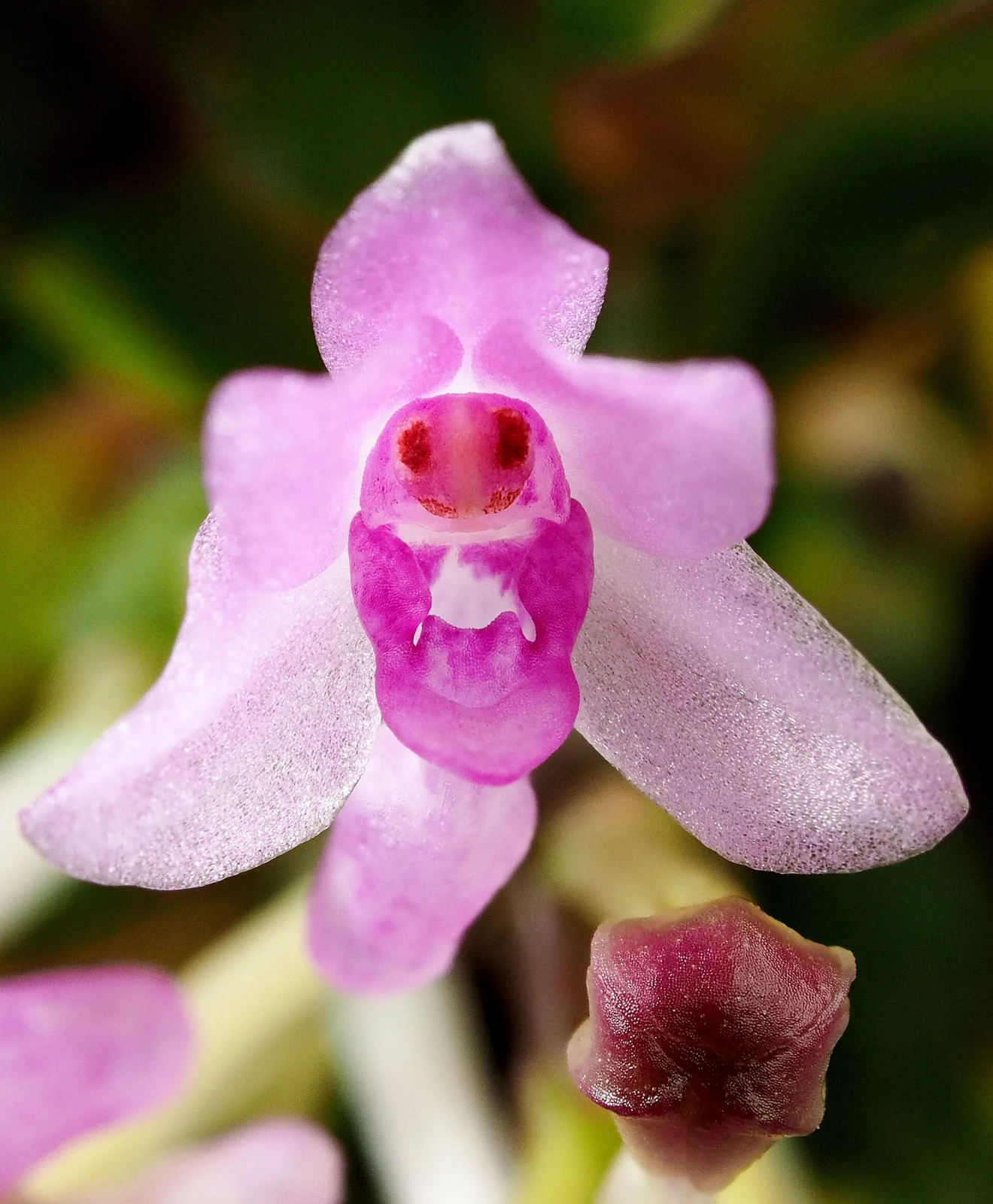 Ascocentrum pusillum