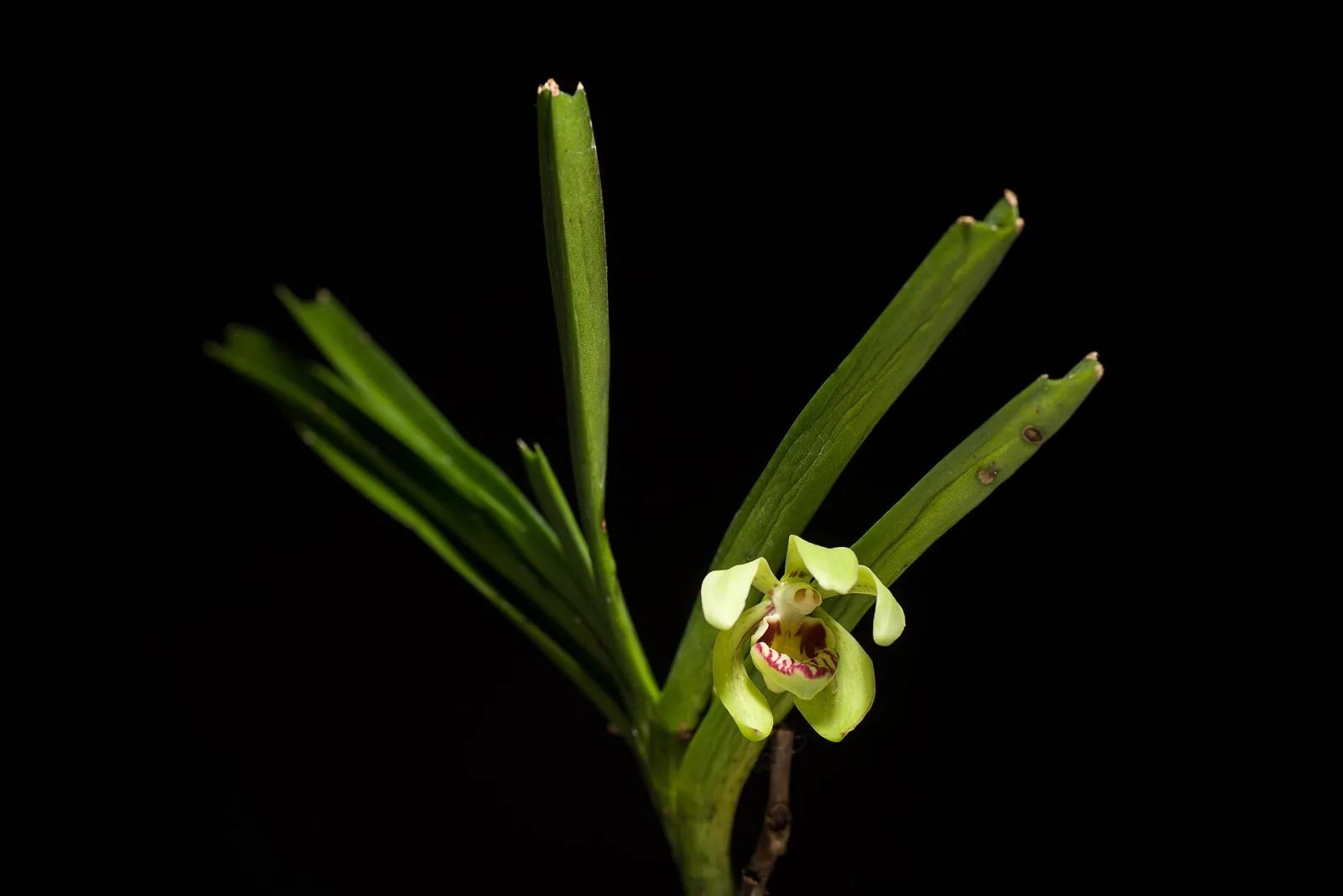 Vanda pumila