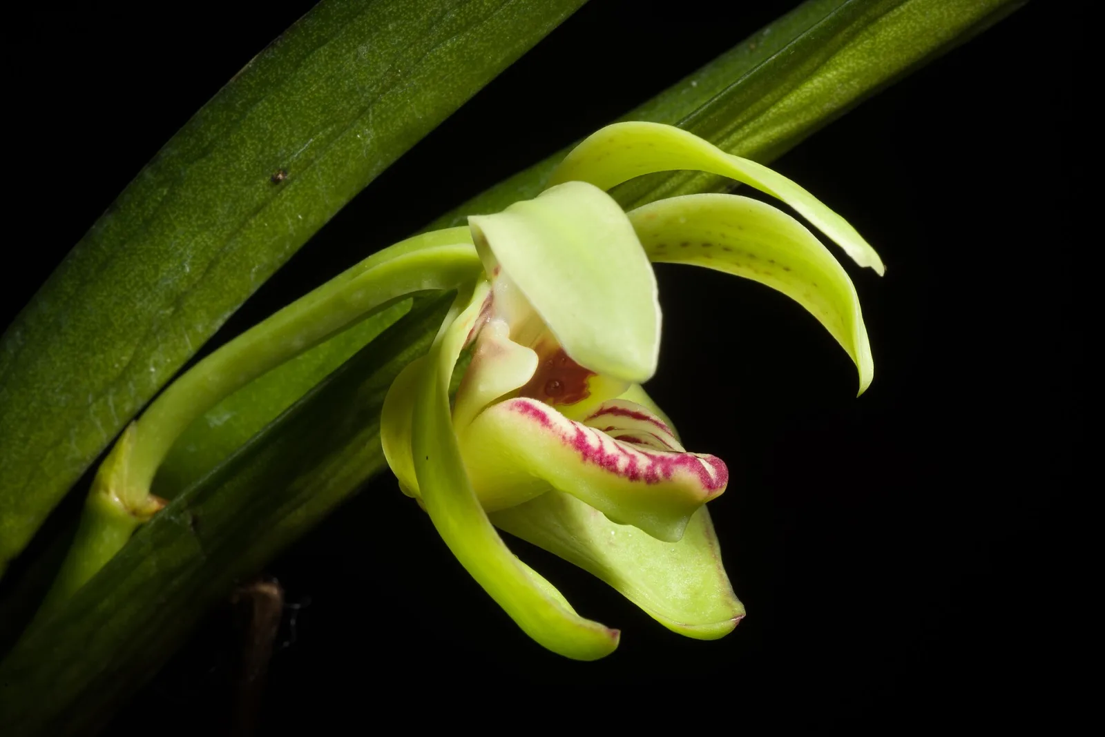 Vanda pumila