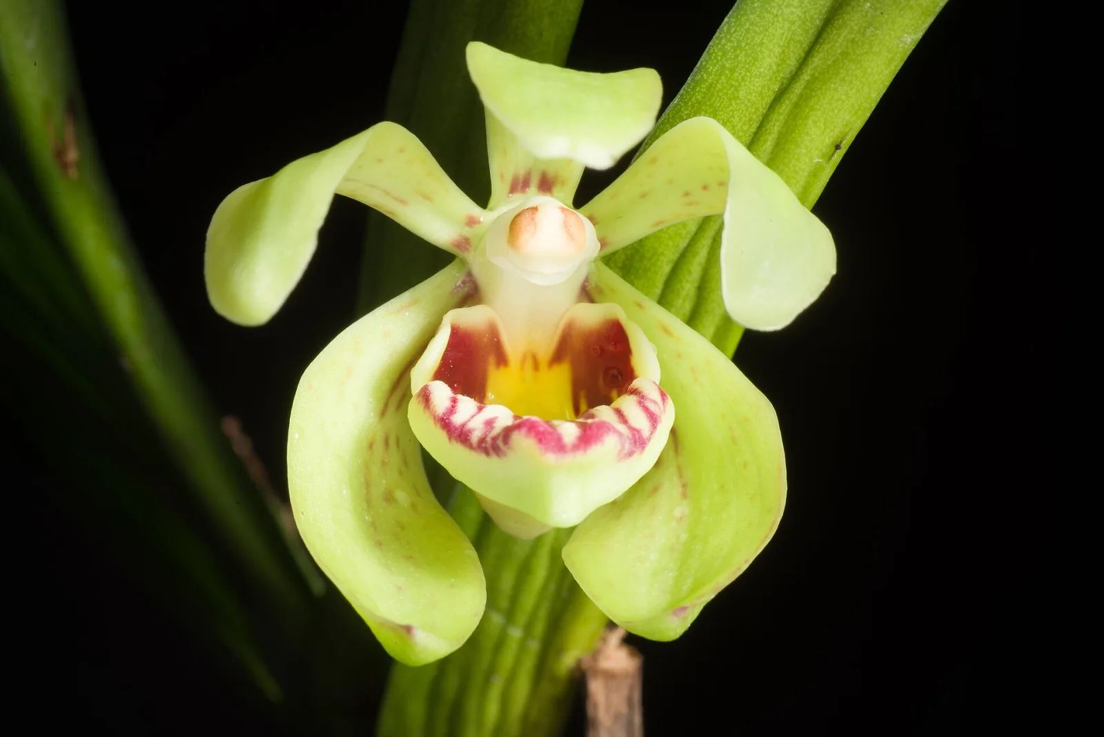 Vanda pumila