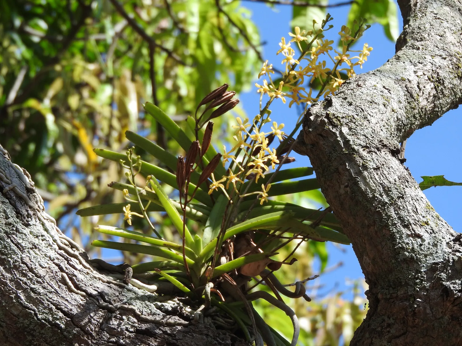 Vanda testacea