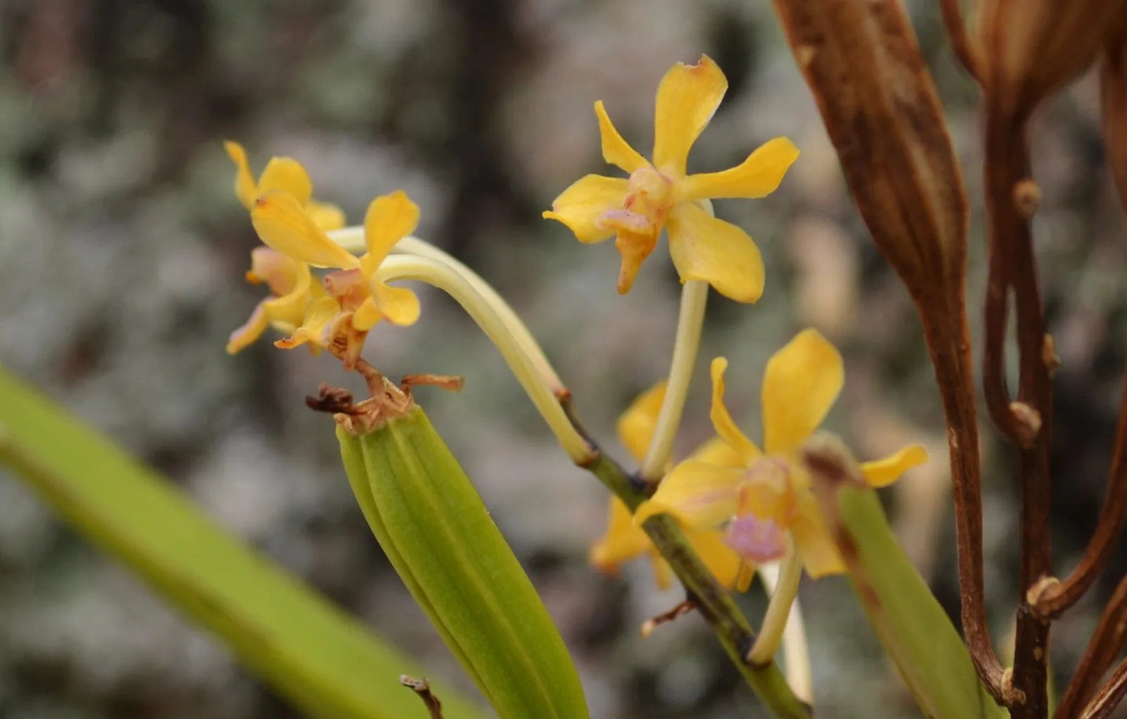 Vanda testacea
