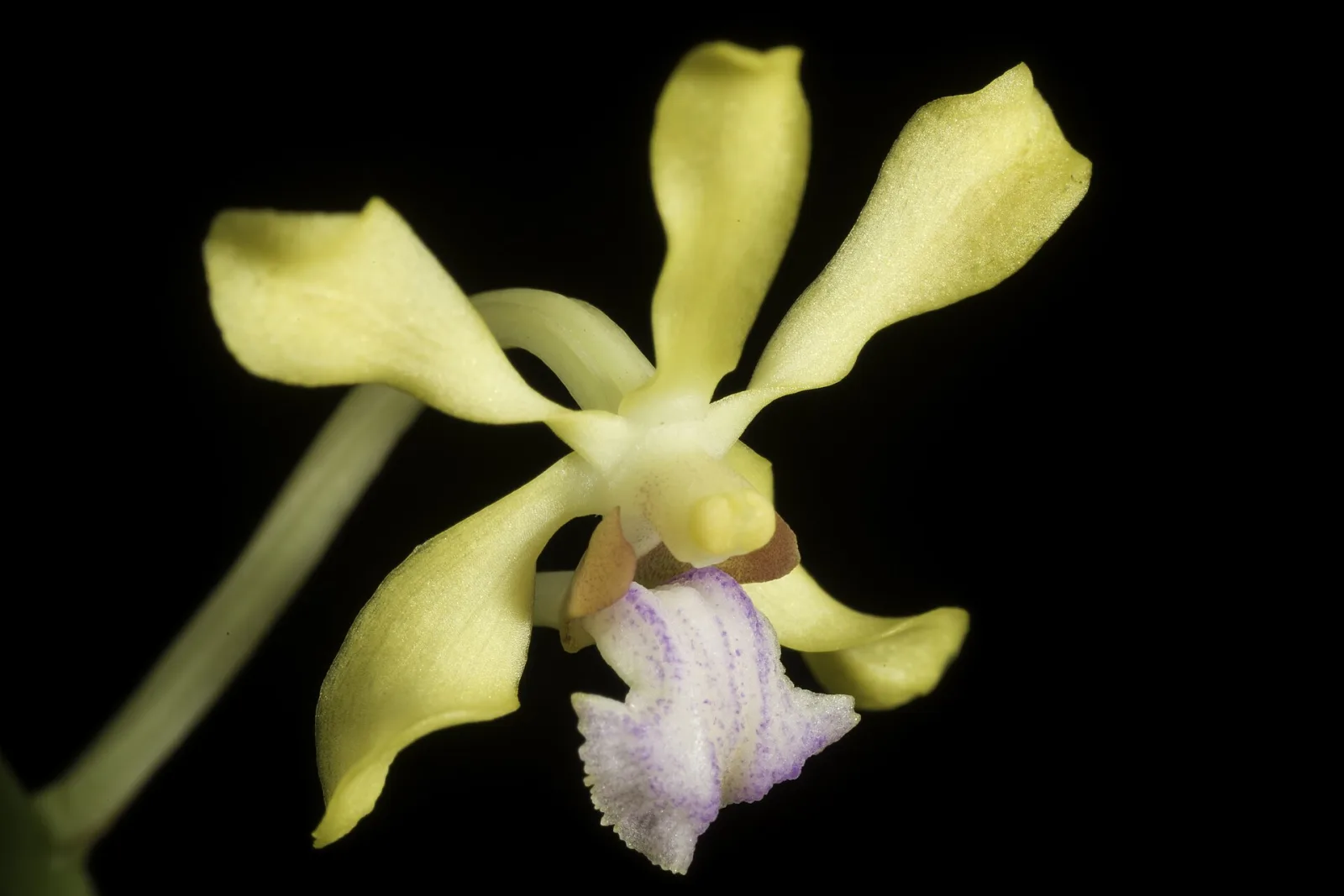 Vanda testacea